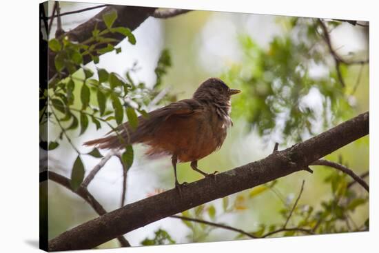 A Rufous Hornero Bird, Furnarius Rufus, Sits in a Tree at Sunset in Ibirapuera Park-Alex Saberi-Stretched Canvas