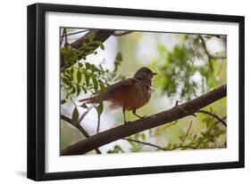 A Rufous Hornero Bird, Furnarius Rufus, Sits in a Tree at Sunset in Ibirapuera Park-Alex Saberi-Framed Photographic Print