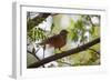 A Rufous Hornero Bird, Furnarius Rufus, Sits in a Tree at Sunset in Ibirapuera Park-Alex Saberi-Framed Photographic Print