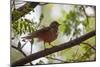 A Rufous Hornero Bird, Furnarius Rufus, Sits in a Tree at Sunset in Ibirapuera Park-Alex Saberi-Mounted Photographic Print