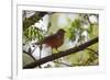 A Rufous Hornero Bird, Furnarius Rufus, Sits in a Tree at Sunset in Ibirapuera Park-Alex Saberi-Framed Photographic Print