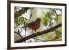 A Rufous Hornero Bird, Furnarius Rufus, Sits in a Tree at Sunset in Ibirapuera Park-Alex Saberi-Framed Photographic Print