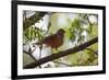 A Rufous Hornero Bird, Furnarius Rufus, Sits in a Tree at Sunset in Ibirapuera Park-Alex Saberi-Framed Photographic Print