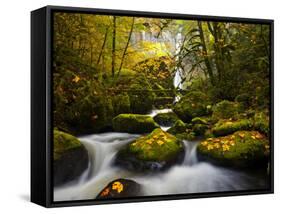 A Rushing Mccord Creek with Yellow Fall Color from Bigleaf Maple, Columbia Gorge, Oregon, USA-Gary Luhm-Framed Stretched Canvas