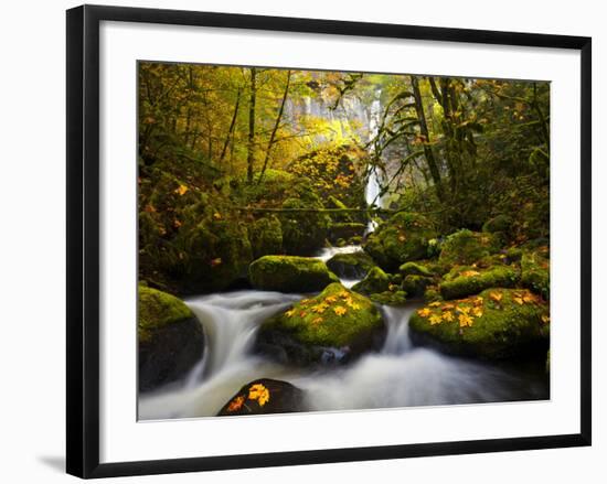 A Rushing Mccord Creek with Yellow Fall Color from Bigleaf Maple, Columbia Gorge, Oregon, USA-Gary Luhm-Framed Photographic Print