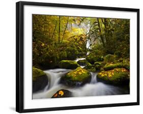 A Rushing Mccord Creek with Yellow Fall Color from Bigleaf Maple, Columbia Gorge, Oregon, USA-Gary Luhm-Framed Photographic Print