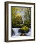 A Rushing Mccord Creek with Yellow Fall Color from Bigleaf Maple, Columbia Gorge, Oregon, USA-Gary Luhm-Framed Photographic Print