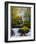 A Rushing Mccord Creek with Yellow Fall Color from Bigleaf Maple, Columbia Gorge, Oregon, USA-Gary Luhm-Framed Photographic Print