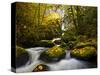 A Rushing Mccord Creek with Yellow Fall Color from Bigleaf Maple, Columbia Gorge, Oregon, USA-Gary Luhm-Stretched Canvas