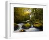 A Rushing Mccord Creek with Yellow Fall Color from Bigleaf Maple, Columbia Gorge, Oregon, USA-Gary Luhm-Framed Photographic Print