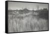 A Rushy Shore, 1886 (Platinum Print)-Peter Henry Emerson-Framed Stretched Canvas