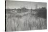 A Rushy Shore, 1886 (Platinum Print)-Peter Henry Emerson-Stretched Canvas