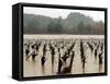 A Russian River Vineyard Remains Flooded Near Forestville, Calif.-null-Framed Stretched Canvas