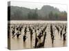 A Russian River Vineyard Remains Flooded Near Forestville, Calif.-null-Stretched Canvas