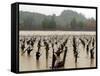 A Russian River Vineyard Remains Flooded Near Forestville, Calif.-null-Framed Stretched Canvas