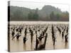 A Russian River Vineyard Remains Flooded Near Forestville, Calif.-null-Stretched Canvas