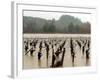 A Russian River Vineyard Remains Flooded Near Forestville, Calif.-null-Framed Photographic Print