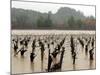 A Russian River Vineyard Remains Flooded Near Forestville, Calif.-null-Mounted Photographic Print