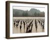 A Russian River Vineyard Remains Flooded Near Forestville, Calif.-null-Framed Photographic Print