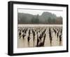 A Russian River Vineyard Remains Flooded Near Forestville, Calif.-null-Framed Photographic Print