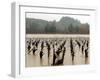 A Russian River Vineyard Remains Flooded Near Forestville, Calif.-null-Framed Photographic Print