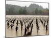 A Russian River Vineyard Remains Flooded Near Forestville, Calif.-null-Mounted Photographic Print