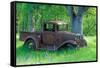 A Rusting 1931 Ford Pickup Truck Sitting in a Field under an Oak Tree-John Alves-Framed Stretched Canvas