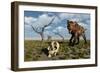 A Sabre Tooth Tiger Discovers a Humanoid Skull-null-Framed Art Print