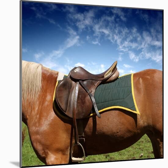 A Saddle on the Horse-olly2-Mounted Photographic Print