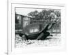 A Saddleback, Galapagos Tortoise Being Fed with a Banana on a Stick (B/W Photo)-Frederick William Bond-Framed Giclee Print