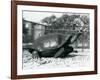 A Saddleback, Galapagos Tortoise Being Fed with a Banana on a Stick (B/W Photo)-Frederick William Bond-Framed Giclee Print
