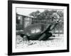 A Saddleback, Galapagos Tortoise Being Fed with a Banana on a Stick (B/W Photo)-Frederick William Bond-Framed Giclee Print