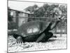 A Saddleback, Galapagos Tortoise Being Fed with a Banana on a Stick (B/W Photo)-Frederick William Bond-Mounted Giclee Print