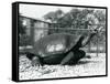 A Saddleback, Galapagos Tortoise Being Fed with a Banana on a Stick (B/W Photo)-Frederick William Bond-Framed Stretched Canvas