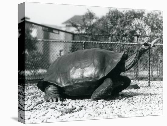 A Saddleback, Galapagos Tortoise Being Fed with a Banana on a Stick (B/W Photo)-Frederick William Bond-Stretched Canvas