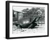 A Saddleback, Galapagos Tortoise Being Fed with a Banana on a Stick (B/W Photo)-Frederick William Bond-Framed Giclee Print