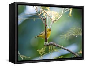 A Saffron Finch, Sicalis Flaveola, Resting in a Tropical Scene in the Atlantic Rainforest-Alex Saberi-Framed Stretched Canvas