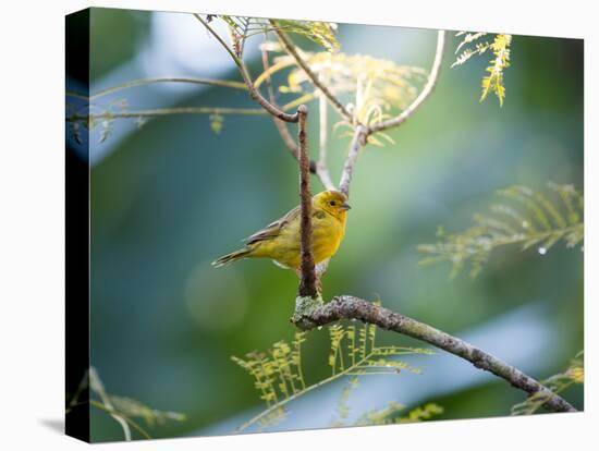 A Saffron Finch, Sicalis Flaveola, Resting in a Tropical Scene in the Atlantic Rainforest-Alex Saberi-Stretched Canvas