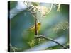 A Saffron Finch, Sicalis Flaveola, Resting in a Tropical Scene in the Atlantic Rainforest-Alex Saberi-Stretched Canvas