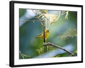 A Saffron Finch, Sicalis Flaveola, Resting in a Tropical Scene in the Atlantic Rainforest-Alex Saberi-Framed Photographic Print