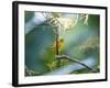 A Saffron Finch, Sicalis Flaveola, Resting in a Tropical Scene in the Atlantic Rainforest-Alex Saberi-Framed Photographic Print