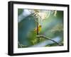 A Saffron Finch, Sicalis Flaveola, Resting in a Tropical Scene in the Atlantic Rainforest-Alex Saberi-Framed Photographic Print