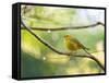 A Saffron Finch, Sicalis Flaveola, Resting in a Tropical Scene in the Atlantic Rainforest-Alex Saberi-Framed Stretched Canvas