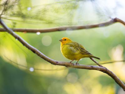 https://imgc.allpostersimages.com/img/posters/a-saffron-finch-sicalis-flaveola-resting-in-a-tropical-scene-in-the-atlantic-rainforest_u-L-PYY5US0.jpg?artPerspective=n