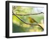 A Saffron Finch, Sicalis Flaveola, Resting in a Tropical Scene in the Atlantic Rainforest-Alex Saberi-Framed Photographic Print