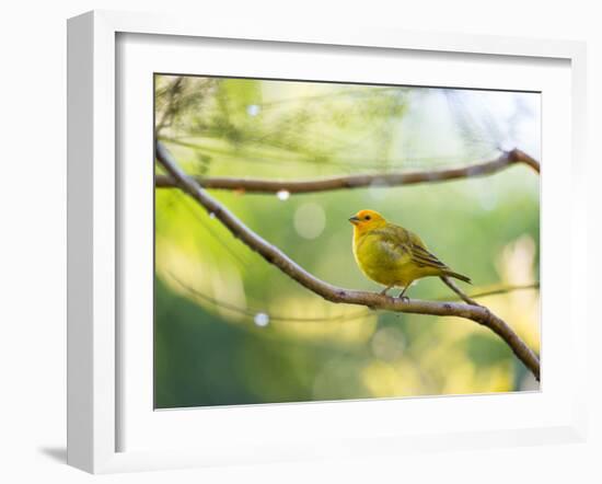 A Saffron Finch, Sicalis Flaveola, Resting in a Tropical Scene in the Atlantic Rainforest-Alex Saberi-Framed Photographic Print