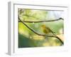 A Saffron Finch, Sicalis Flaveola, Resting in a Tropical Scene in the Atlantic Rainforest-Alex Saberi-Framed Photographic Print