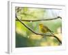 A Saffron Finch, Sicalis Flaveola, Resting in a Tropical Scene in the Atlantic Rainforest-Alex Saberi-Framed Photographic Print