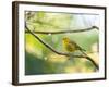 A Saffron Finch, Sicalis Flaveola, Resting in a Tropical Scene in the Atlantic Rainforest-Alex Saberi-Framed Photographic Print