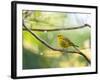 A Saffron Finch, Sicalis Flaveola, Resting in a Tropical Scene in the Atlantic Rainforest-Alex Saberi-Framed Photographic Print